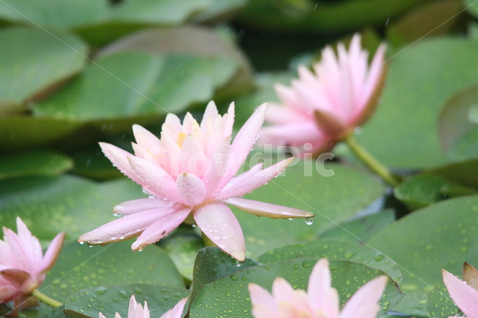 우중출사,장마,비,비방울,물방울,수련,식물,자연,plants,nature,꽃,flower