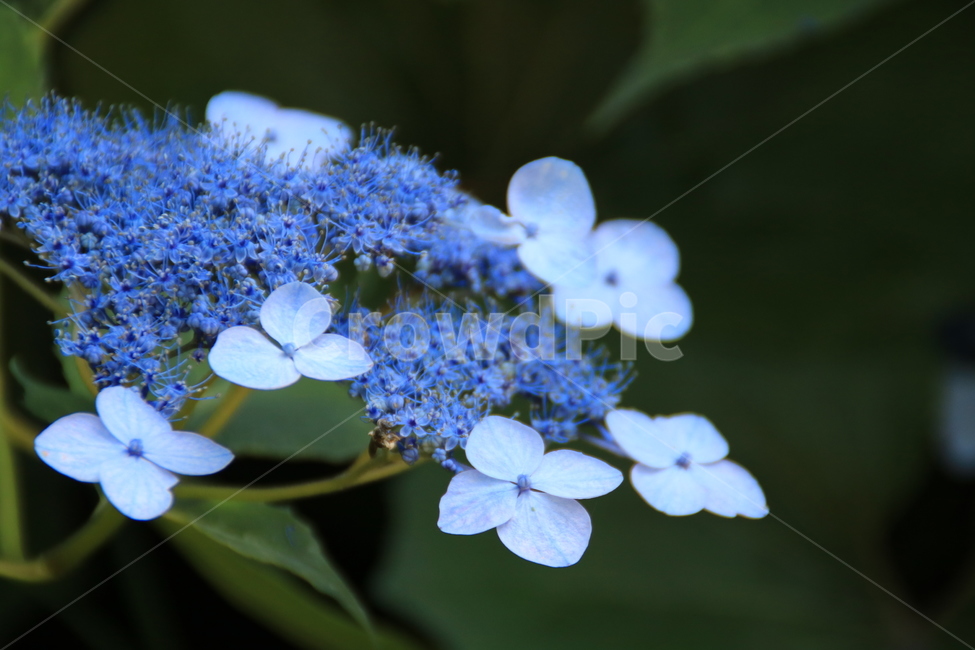 꽃,수꽃,제주,카멜리아힐,수국,식물,자연,plants,nature,꽃,flower