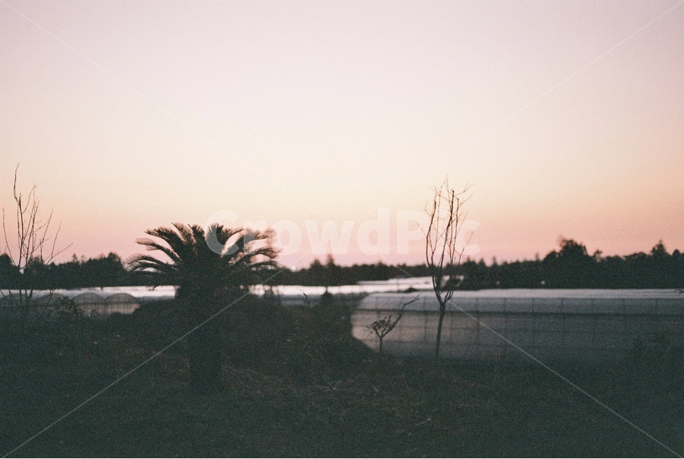풍경,감성,필름,노을,film,자연,풍경,nature,landscape,tree,나무,plant,식물