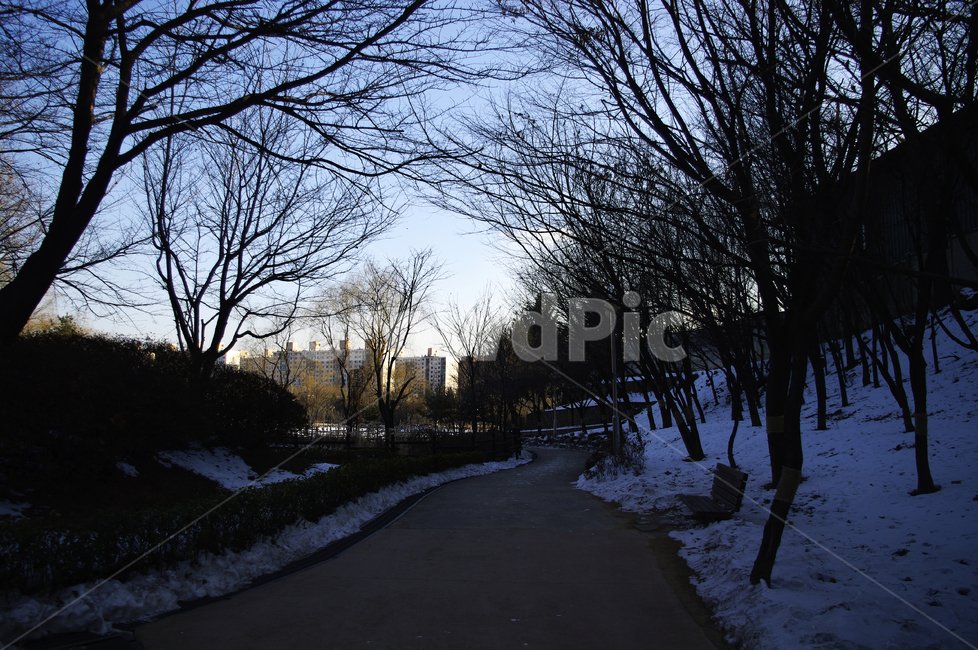 겨울,winter,풍경,설경,눈,식물,plant,자연,nature,나무,길,겨울,계절,winter,season,자연,풍경,nature,landscape,asphalt,아스팔트,tree