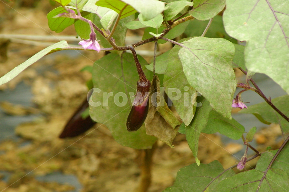 plant,식물,leaf,잎,가지