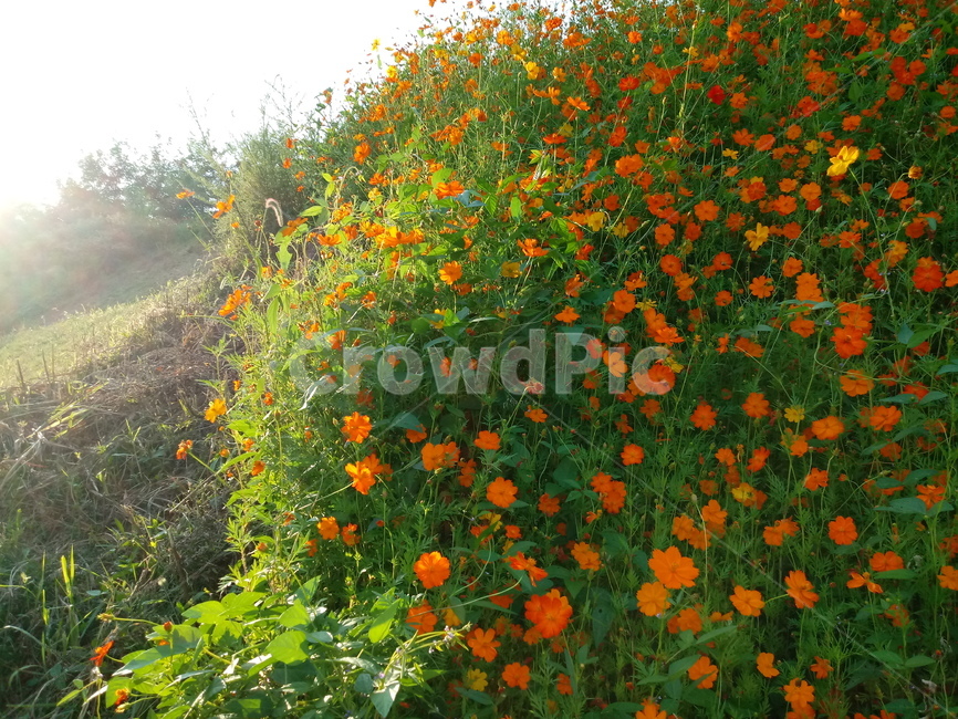 노랑코스모스,yellowcosmos,황금코스모스,식물,꽃,flower,plant,한해살이풀,식물,자연,plants,nature,꽃,flower