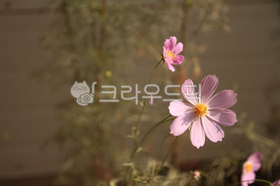 plant,garden,Cosmos,park,flower