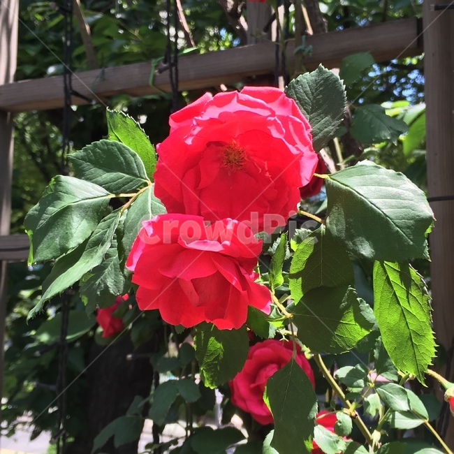 장미,꽃,빨강,로즈,rose,flower,red,빨간장미,자연,nature,식물,자연,plants,nature,꽃,flower