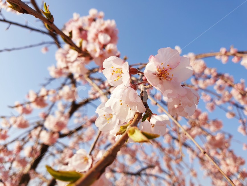 벚꽃,수양벚꽃,보라매공원,꽃구경,맑은날씨,봄,계절,spring,season,식물,자연,plants,nature,꽃,flower,plant,blossom