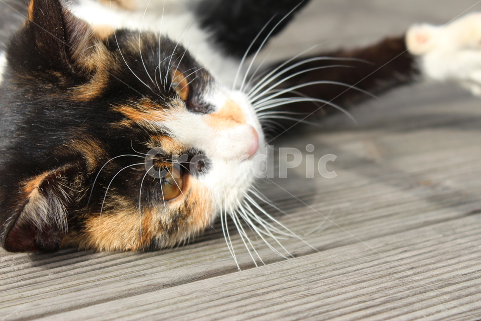 고양이,수염,고양이눈,눈,삼색,동물,animal,포유류,mammal,고양이,cat,kitten,kitty