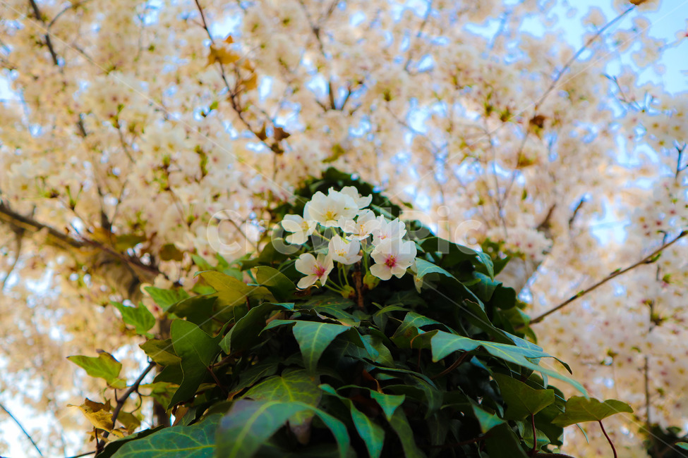 봄,꽃,벛꽃,나무,하늘,일상,풍경,감성,봄,계절,spring,season,식물,자연,plants,nature,꽃,flower,plant,blossom