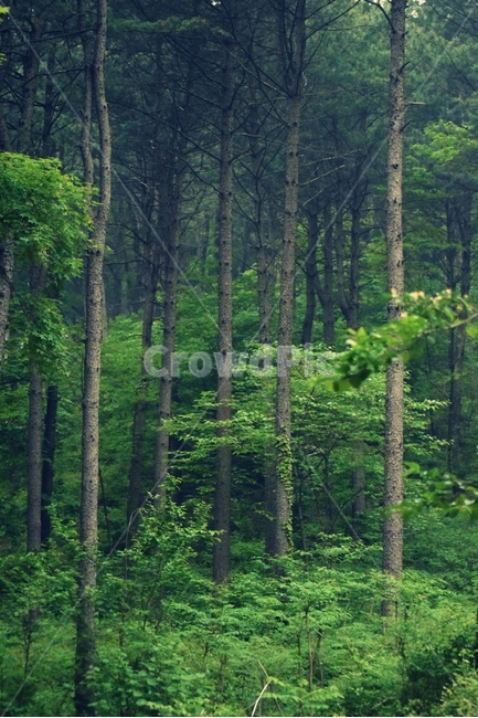 나무,식물,초록색,수목원,싱그러움,초목,여름,tree,plant,vertical,자연,풍경,nature,landscape