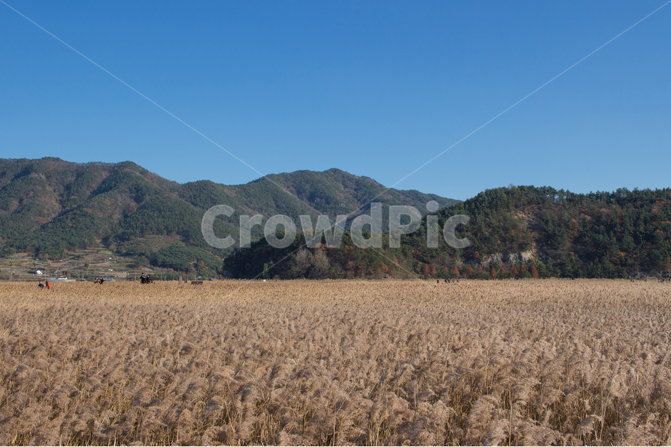 순천만습지,갈대,풍경,가을,한국풍경,순천만,순천,가을,계절,fall,autumn,season,자연,풍경,nature,landscape,outdoors,옥외