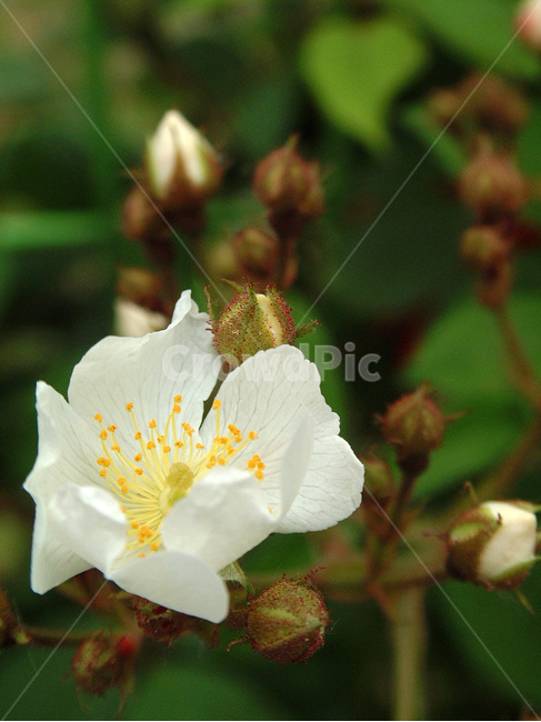 찔레꽃,장미과,식물,꽃,낙엽성관목,흰색,관상용,식물,자연,plants,nature,꽃,flower