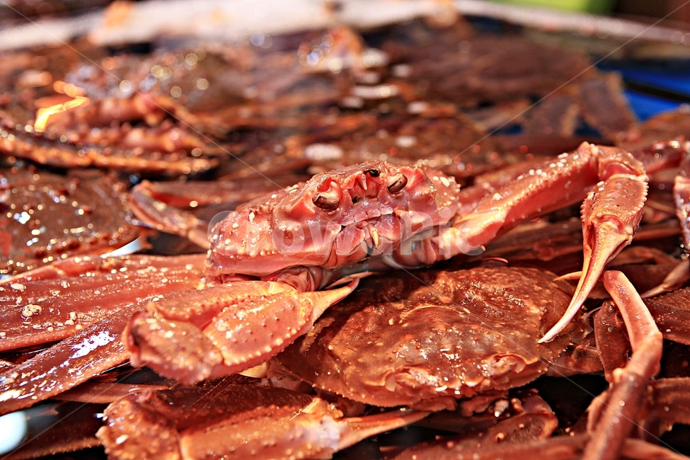 킹크랲,게,집게발,음식,먹거리,자연,음식,식재료,요리,food,cook,meal,dishes,food reserves,수산물,해산물,fishery products,seafood