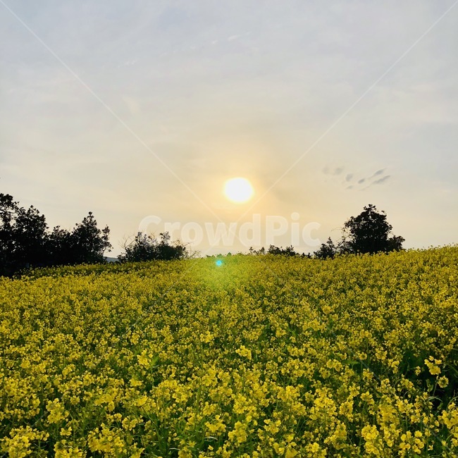 유채꽃,꽃밭,field,들,grassland,nature,자연,농촌,rural,farm,농장,노란색,꽃,flower