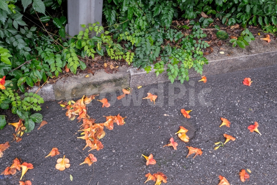 꽃,비,낙화,능소화,장마,식물,자연,plants,nature,꽃,flower