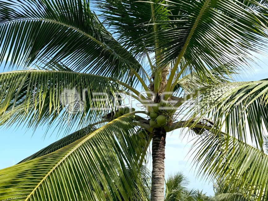 여름,야자나무,코코넛,나무,열대나무,야자수,나뭇잎,과일,coconut,코코넛열매,열매,plamtree