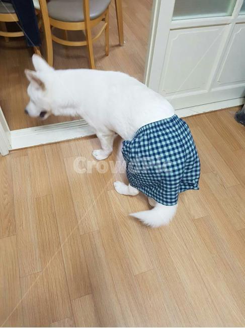 애완견,풍산개,dog,강아지,애완동물