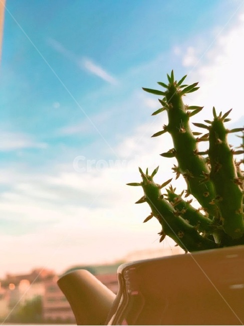 선인장,풍경,창문,꽃,창가,하늘,화분,실내용화초,화분,화초,house plant