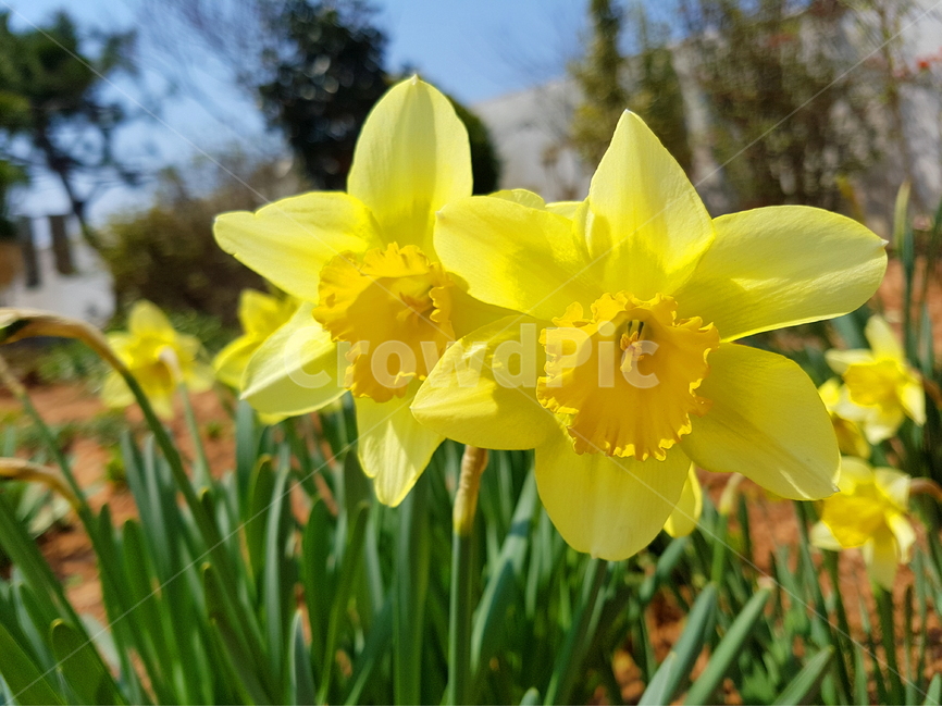 수선화,노란꽃,봄꽃,노랑,flower,자연,식물,daffodil,데포딜,꽃사진,수선화사진,봄꽃사진,식물,자연,plants,nature,꽃,flower