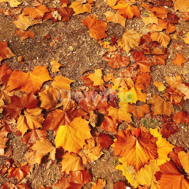 가을,낙엽,fall,단풍,메이플