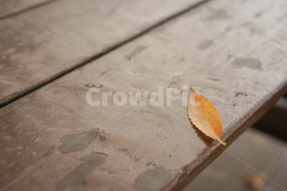 가을,단풍,낙엽,메이플,fall,가을,계절,fall,autumn,season,plant,식물,leaf,잎