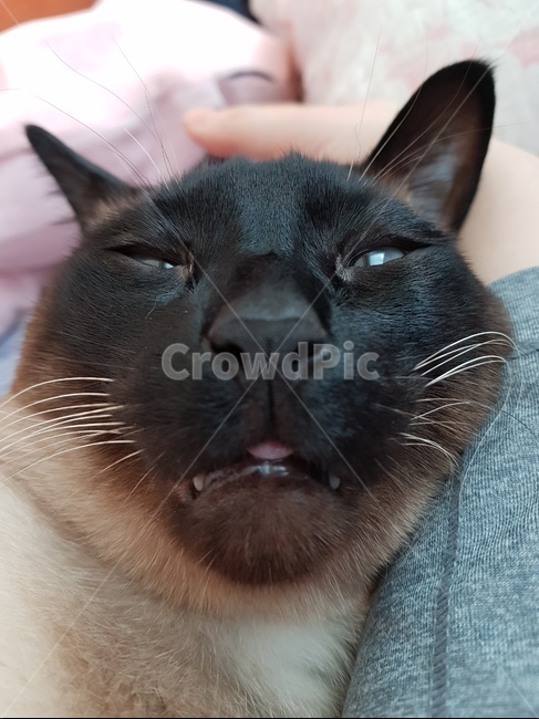 고양이,cat,dog,반려견,반려묘,샴,샴고양이,자는고양이,애완동물,pet,동물,mammal,animal