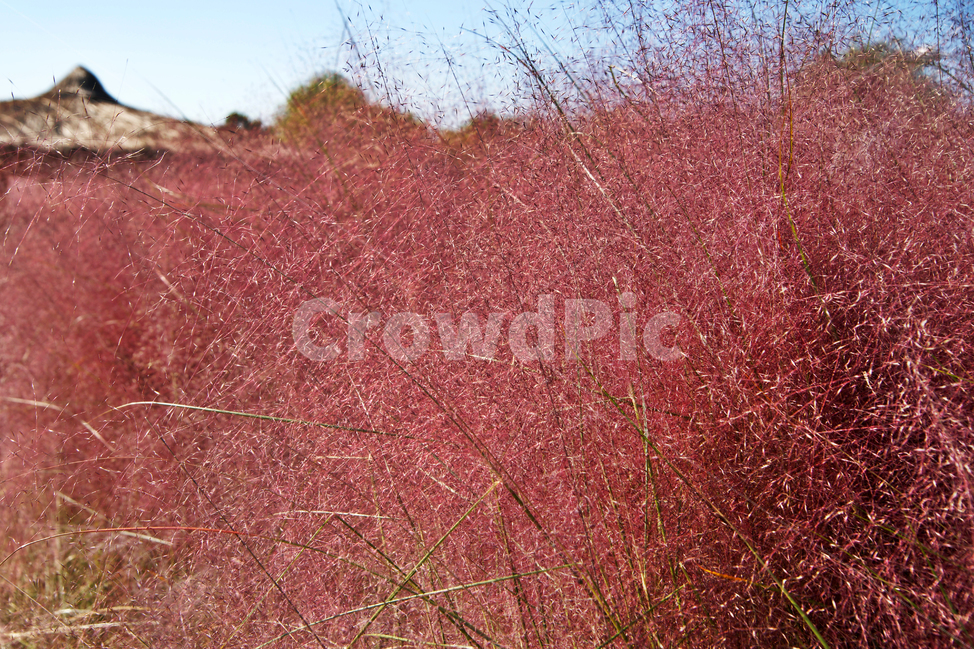 핑크뮬리,pinkmuhly,쥐꼬리새류,여러해살이풀,분홍억새,헤어리온뮬리,걸프뮬리,정원식물,가을,계절,fall,autumn,season,leaf,잎,plant,식물,tree,나무