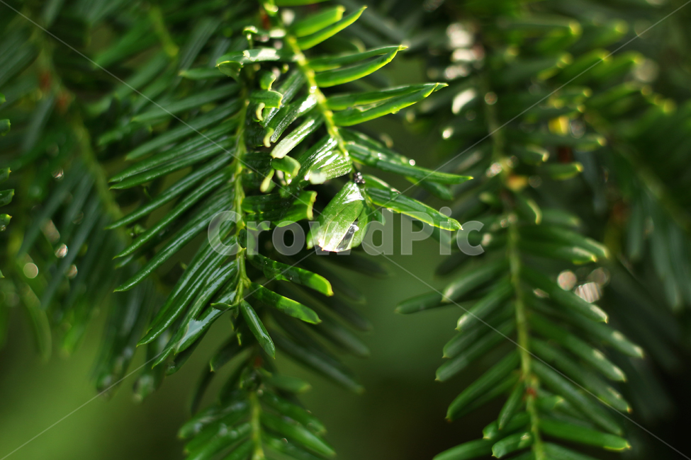 wetlesves,leaf,물방울,잎사귀,나뭇잎