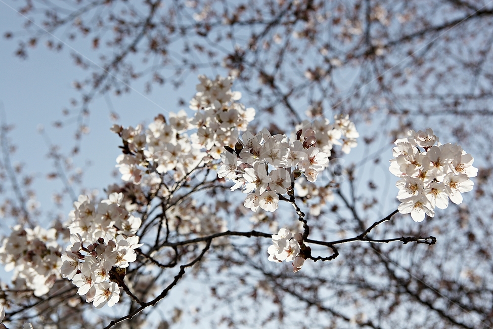 벗꽃,벗나무,꽃,봄꽃,벗꽃잎,꽃잎,식물,자연,공원,식물,자연,plants,nature,꽃,flower