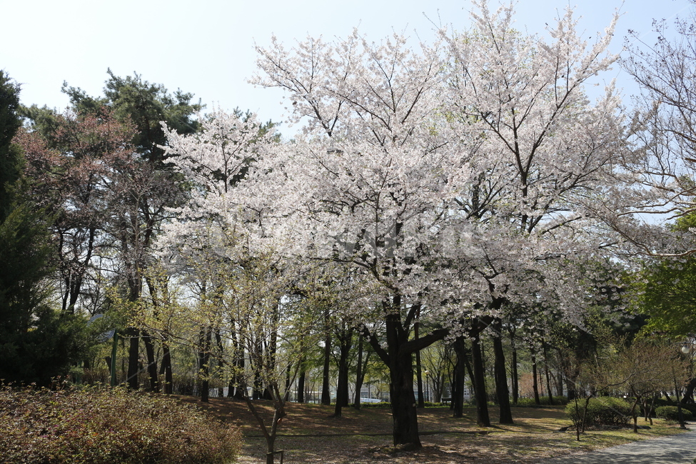 벚꽃,벚꽃나무,꽃,분홍,핑크,봄,계절,spring,season,자연,풍경,nature,landscape,plant,식물,tree,나무
