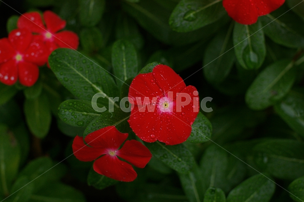 geranium,제라늄,blossom,꽃,flower,plant,식물,식물,자연,plants,nature,꽃,flower