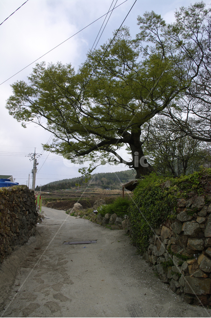 청산도,돌담길,돌담,집,시골,농촌,길,나무,식물,plant,시골,마을,풍경,landscape,country,rural,town,골목길,alley,tree