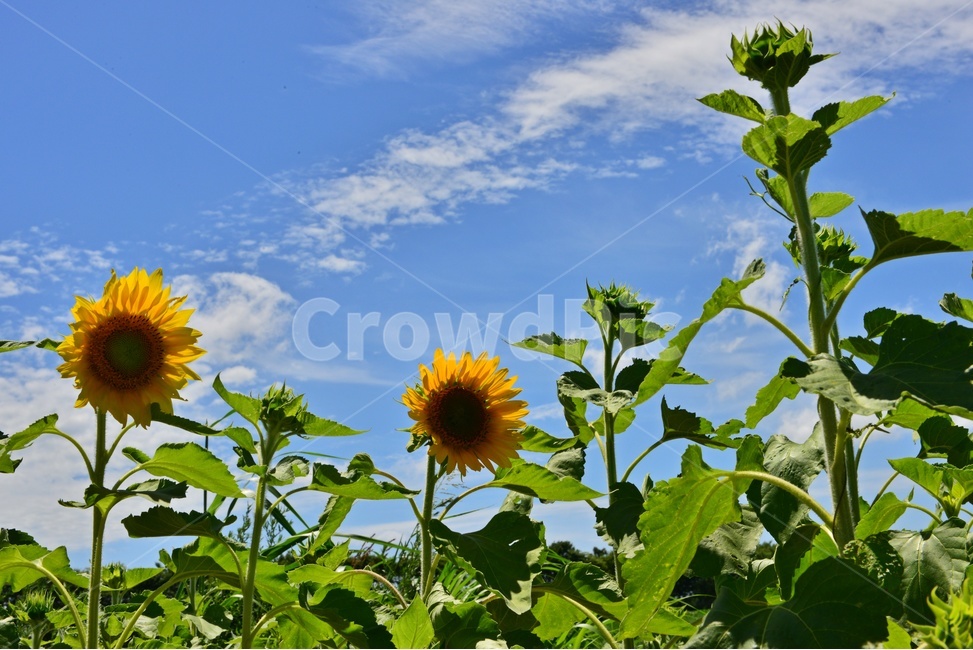 nature,자연,outdoors,옥외,허눌,구름,파란하늘,plant,식물,leaf,잎,해바라기,해바라기밭,여름,계절,summer,season
