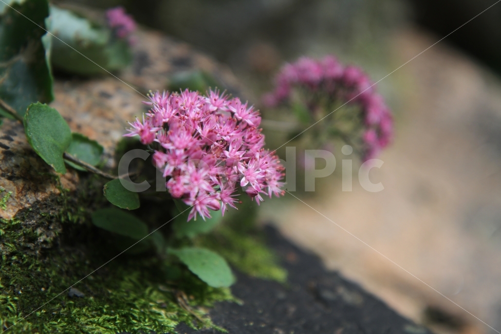 둥근잎꿩의비름,꽃,가을꽃,식물,자연,야생화,식물,자연,plants,nature,꽃,flower