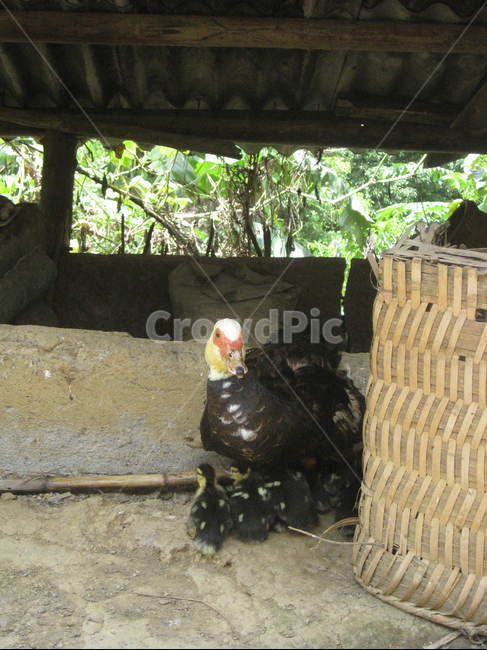 동남아,fowl,chicken,치킨,가금류,동물,bird,새,칠면조,가축