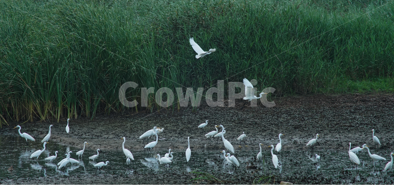 왜가리,호수,먹이사냥,군락,서식지,새,조류,왕송호수,동물,animal,조류,새,birds