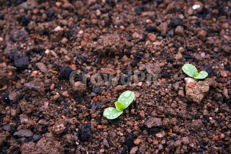 새싹,농작물,텃밭,모종,상추,식물,자연,plants,nature