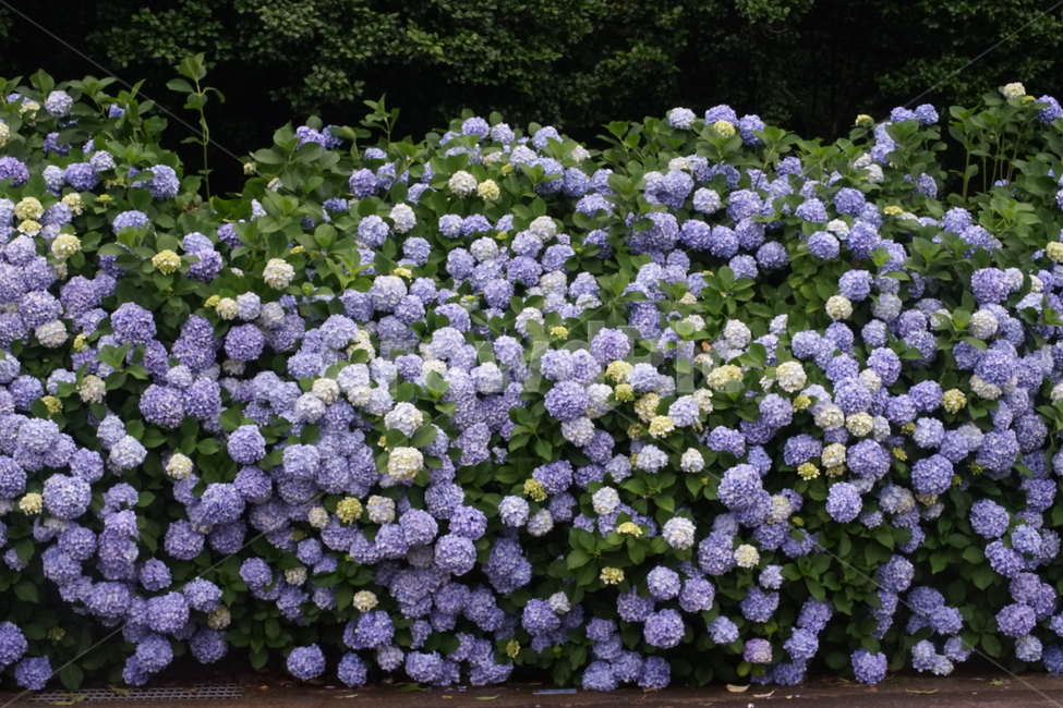수국,꽃,통영,파랑,여름,여름,계절,summer,season,식물,자연,plants,nature,꽃,flower,plant,blossom