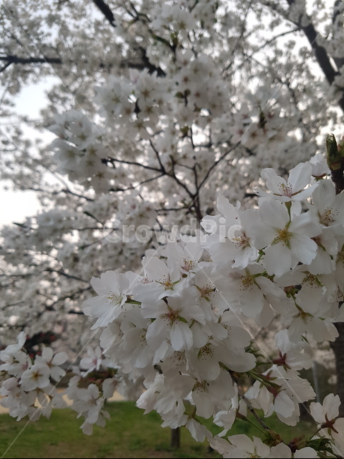 벚꽃,자연,꽃,봄,봄꽃