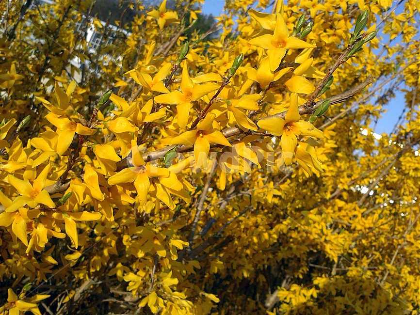 개나리꽃,봄,식물,노란,봄꽃,초록,배경,forsythia,spring,plant,yellow,springflowers,green,background,봄,계절,spring,season,식물,자연,plants,nature,꽃,flower,blossom