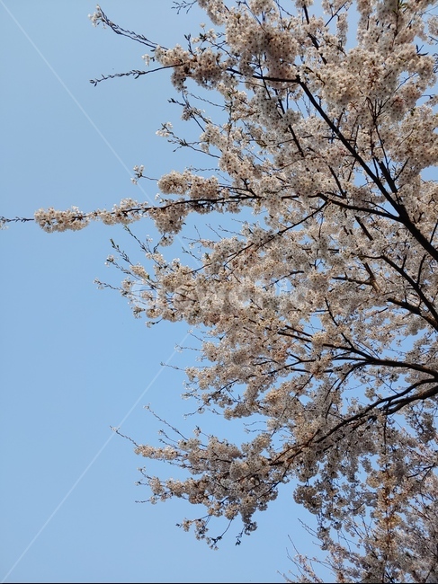 벚꽃,꽃,왕벚꽃,하늘,제주하늘