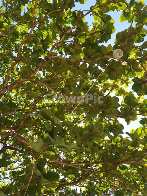 나뭇가지,나무,나뭇잎,푸름,자연,leaf,tree,branch