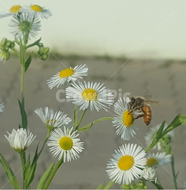 꽃,자연,식물,계란꽃,꿀벌,식물,자연,plants,nature,꽃,flower,동물,animal,곤충,벌레,insect,bug