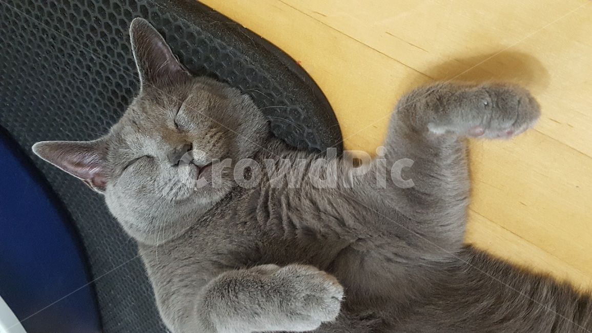 고양이,냐옹이,cat,애완묘,잠,sleep