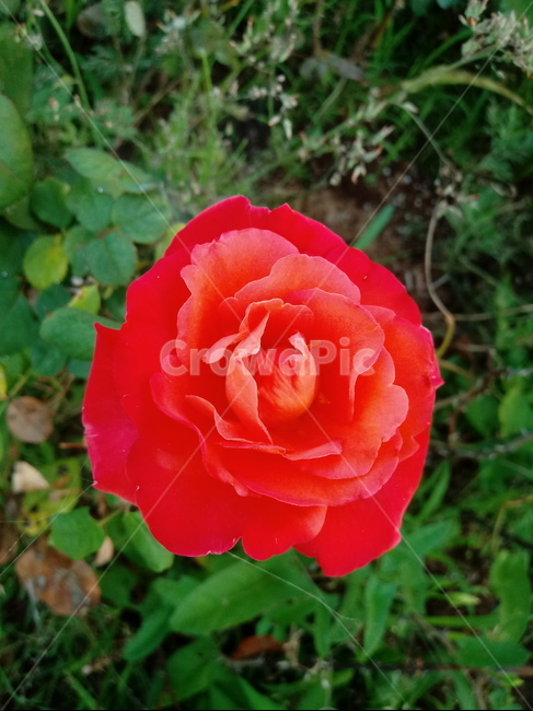 장미,장미꽃,플라워,식물,flower,로즈