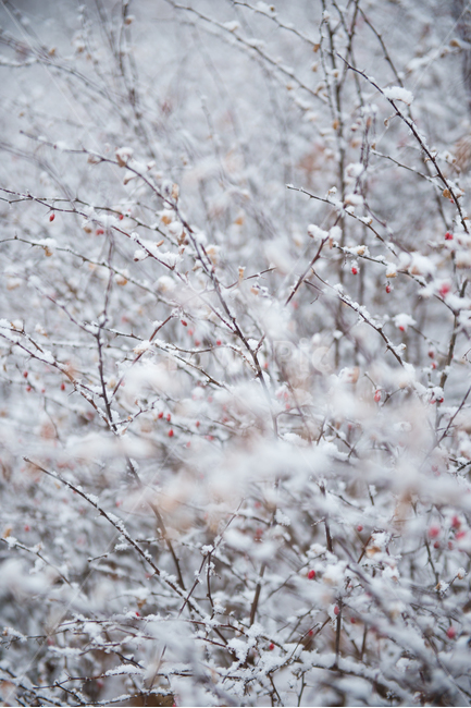 눈꽃,겨울눈,새싹,봄,꽃봉오리,낙옆,겨울,겨울,계절,winter,season