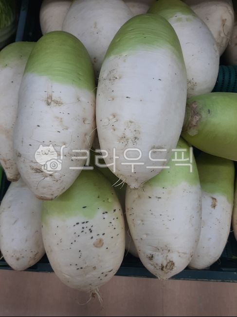 radish, 무, 무우, food, 음식, 사진,이미지,일러스트,캘리그라피 - wideart작가