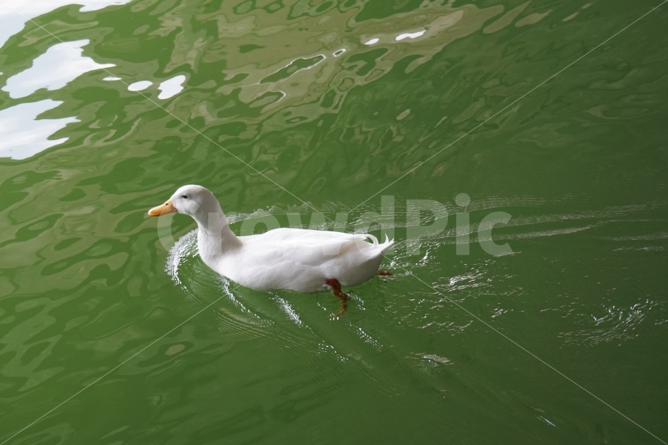 오리,백조,새,조류,동물,호수,강,자연,nature,bird,duck,lake,river,animal,헤엄,수영,swim,swan,감성,감성사진,스냅,스냅사진,snap,snapshot,풍경,landscape,고니,한국자연,korea,물결,석촌호수,오리발,서울,seoul,코리아,동물,animal,조류,새,birds