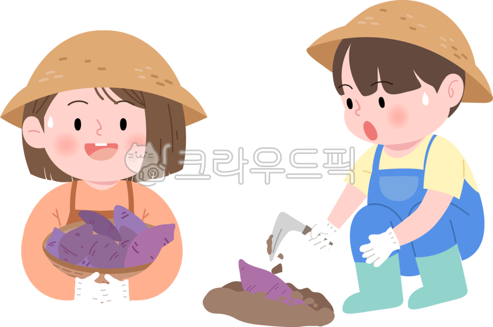Digging sweet potatoes,sweet potato experience,sweet potatoes,sweet potato experience farm,sweet potato farming,fall harvest,fall,agricultural products,root vegetables,sweet potato field,harvest experience,farming experience,vegetable garden,