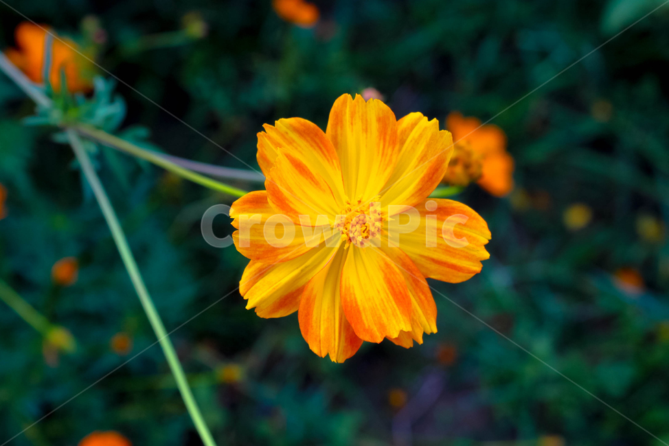 가을꽃,식물,황금빛,코스모스,접사,자연,flowers,주황색,꽃한송이,가을,계절,fall,autumn,season,식물,자연,plants,nature,꽃,flower,plant