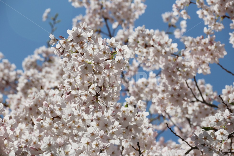 사쿠라,cherryblossom,봄,꽃,봄꽃,벚꽃