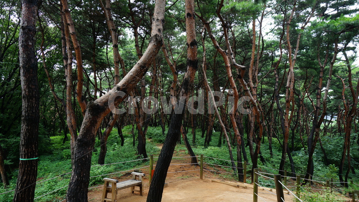 숲,나무,숲길,forest,wood,grove,woodlandpath,자연,풍경,nature,landscape,tree,plant,식물,tree trunk,나무 줄기